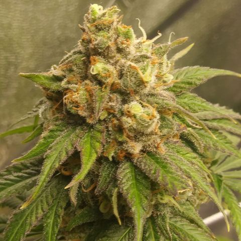 Pineapple Express growlog timeline photo