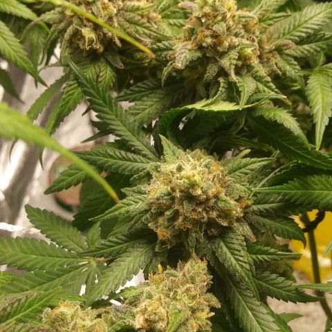 Pineapple Express growlog timeline photo