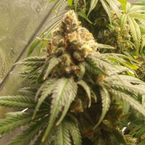 Pineapple Express growlog timeline photo