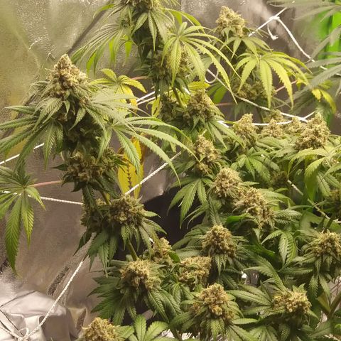 Pineapple Express growlog timeline photo