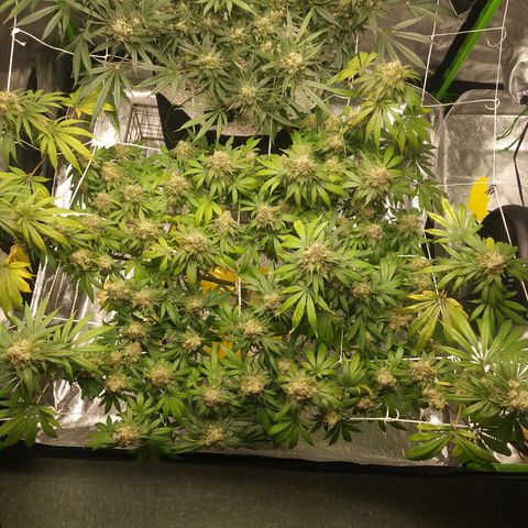Pineapple Express growlog timeline photo