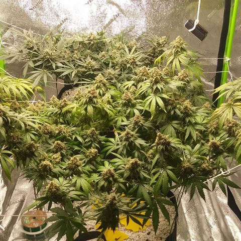 Pineapple Express growlog timeline photo
