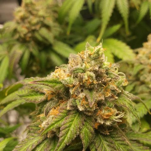 Pineapple Express growlog timeline photo