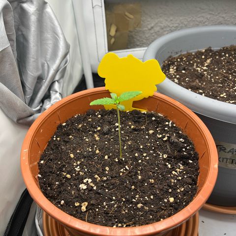 Apricot Gorilla growlog timeline photo