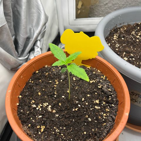 Apricot Gorilla growlog timeline photo