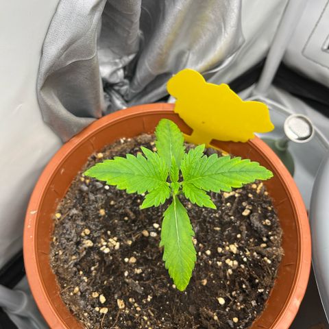 Apricot Gorilla growlog timeline photo