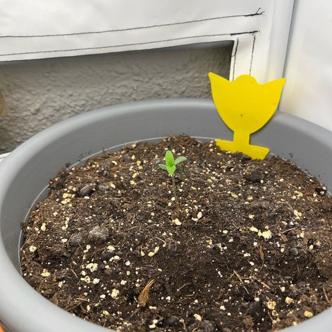 Strawberry Zkittelz  growlog timeline photo