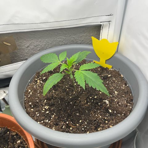 Strawberry Zkittelz  growlog timeline photo