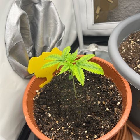Apricot Gorilla growlog timeline photo