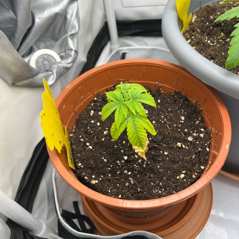 Apricot Gorilla growlog timeline photo