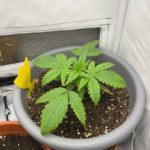 Strawberry Zkittelz  growlog timeline photo