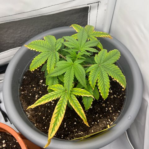 Strawberry Zkittelz  growlog timeline photo