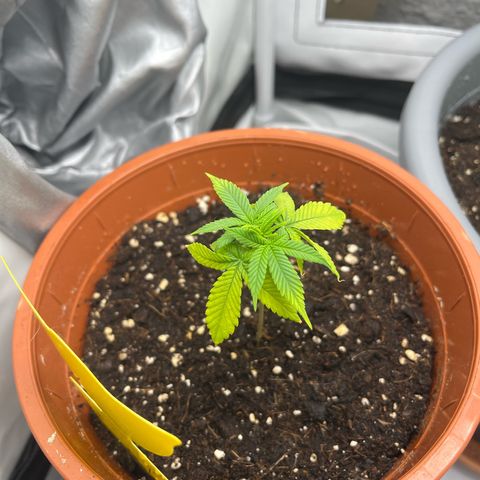 Apricot Gorilla growlog timeline photo