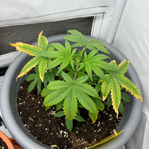 Strawberry Zkittelz  growlog timeline photo