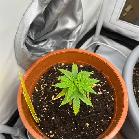 Apricot Gorilla growlog timeline photo
