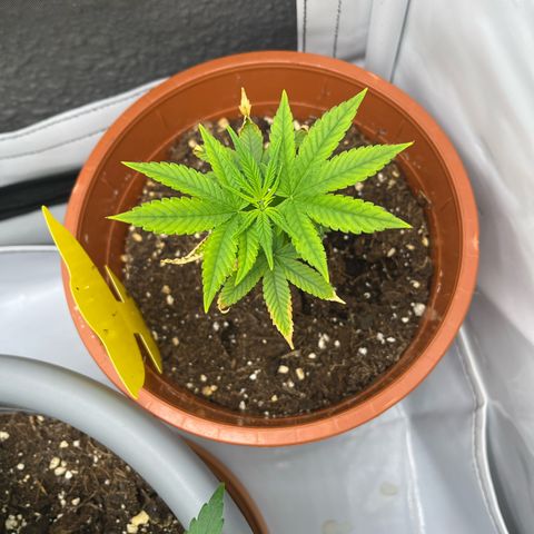 Apricot Gorilla growlog timeline photo