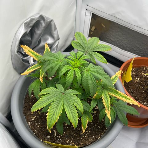 Strawberry Zkittelz  growlog timeline photo