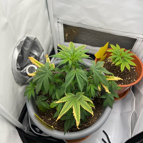 Strawberry Zkittelz  growlog timeline photo