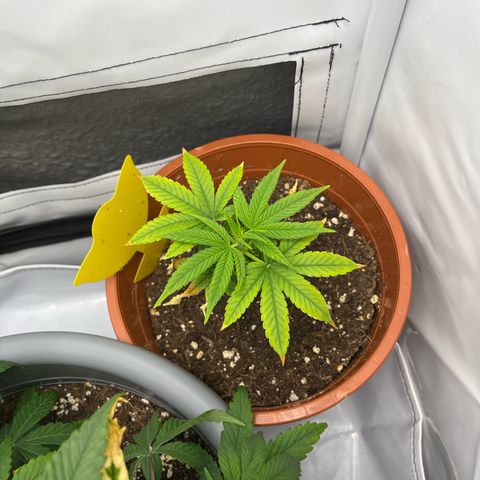 Apricot Gorilla growlog timeline photo