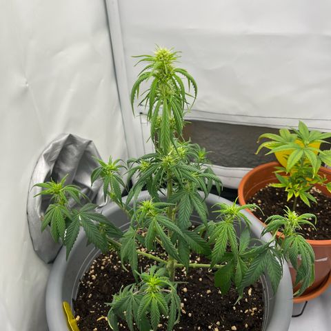 Strawberry Zkittelz  growlog timeline photo