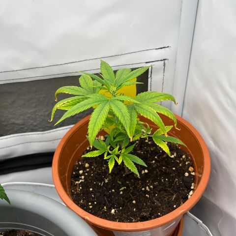 Apricot Gorilla growlog timeline photo