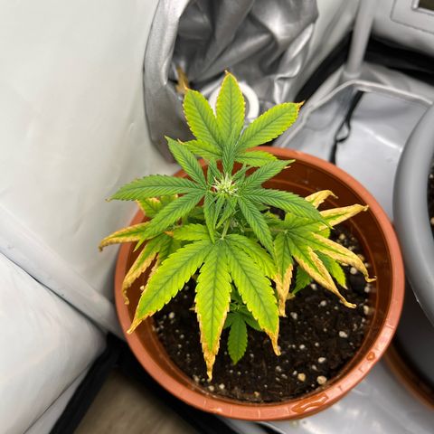 Apricot Gorilla growlog timeline photo