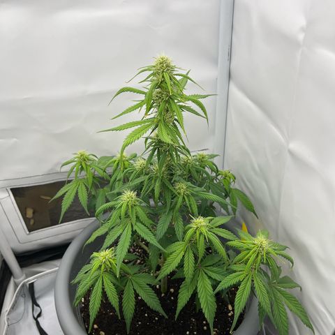 Strawberry Zkittelz  growlog timeline photo