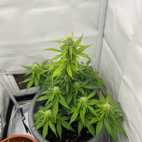 Strawberry Zkittelz  growlog timeline photo