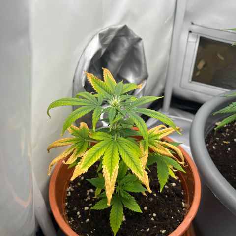 Apricot Gorilla growlog timeline photo