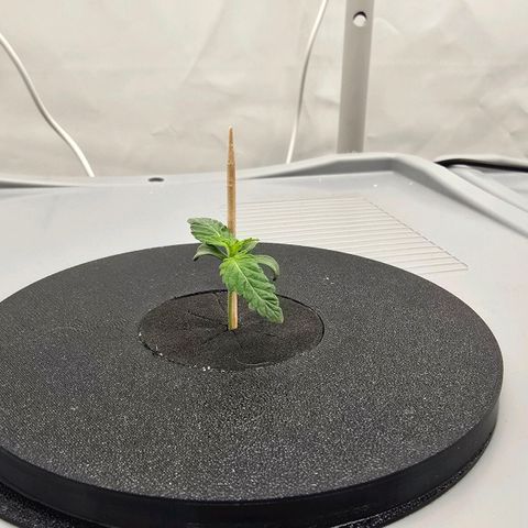 Rainbow Sherbert (Cannapot Seeds)  growlog timeline photo