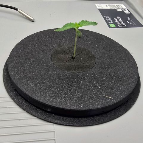 Sunset Paradise (Gelato 33) growlog timeline photo