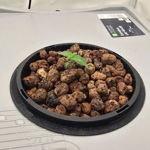 Sunset Paradise (Gelato 33) growlog timeline photo