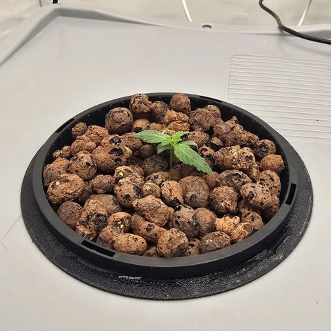 Sunset Paradise (Gelato 33) growlog timeline photo