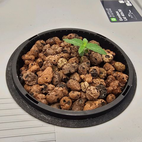 Sunset Paradise (Gelato 33) growlog timeline photo