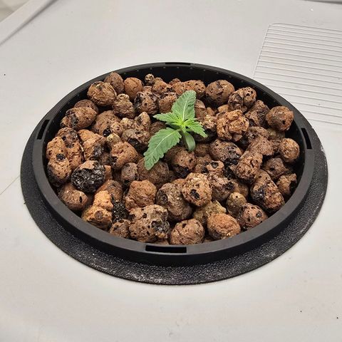 Sunset Paradise (Gelato 33) growlog timeline photo