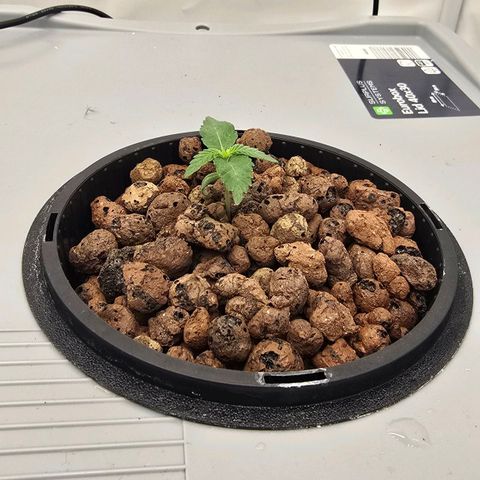Sunset Paradise (Gelato 33) growlog timeline photo