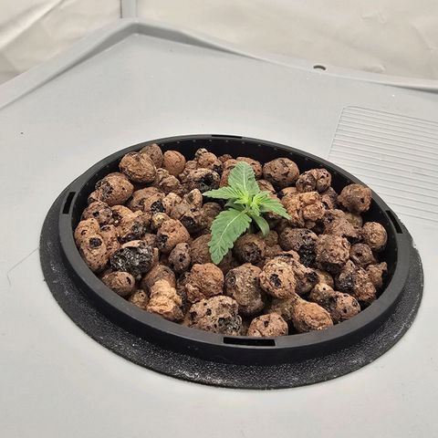 Sunset Paradise (Gelato 33) growlog timeline photo