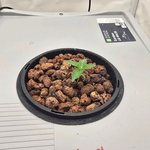 Sunset Paradise (Gelato 33) growlog timeline photo