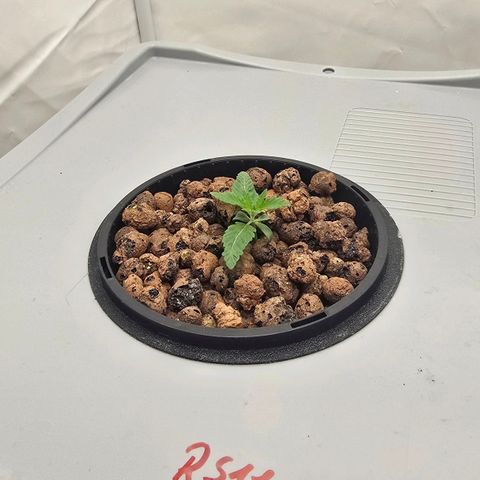 Sunset Paradise (Gelato 33) growlog timeline photo