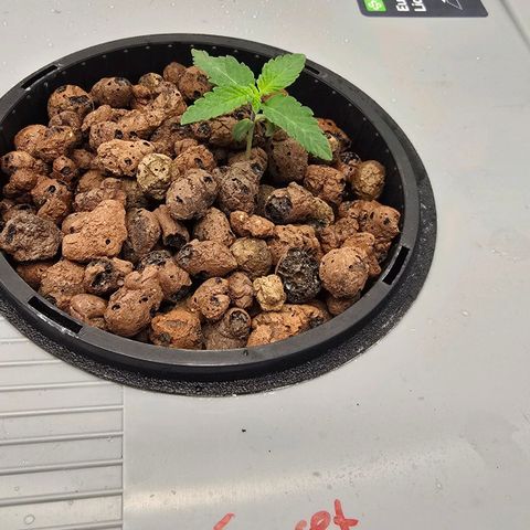 Sunset Paradise (Gelato 33) growlog timeline photo