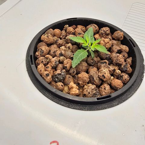 Sunset Paradise (Gelato 33) growlog timeline photo