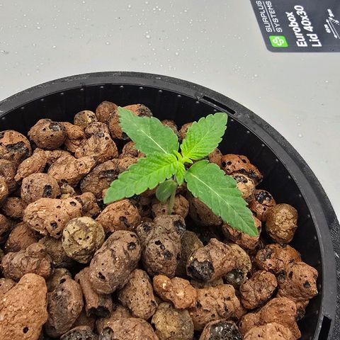 Sunset Paradise (Gelato 33) growlog timeline photo