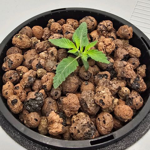 Sunset Paradise (Gelato 33) growlog timeline photo