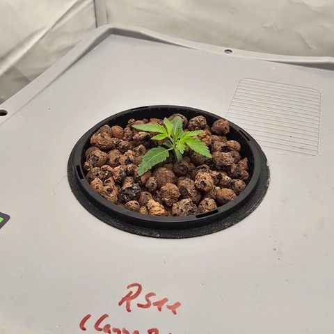 Sunset Paradise (Gelato 33) growlog timeline photo