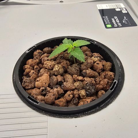 Sunset Paradise (Gelato 33) growlog timeline photo
