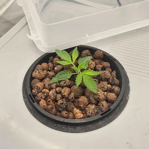 Sunset Paradise (Gelato 33) growlog photo: Pflanzen zeigen leichte Anomalien. Morgen tausch der Nährlösung