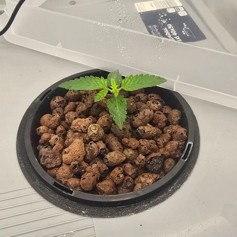 Sunset Paradise (Gelato 33) growlog photo: Pflanzen zeigen leichte Anomalien. Morgen tausch der Nährlösung