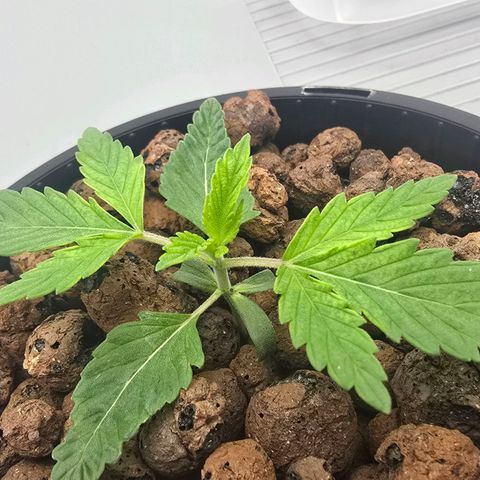 Sunset Paradise (Gelato 33) growlog timeline photo