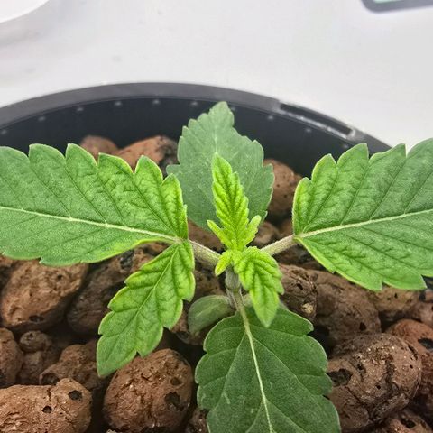 Sunset Paradise (Gelato 33) growlog timeline photo