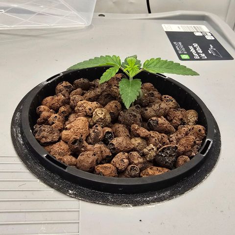 Sunset Paradise (Gelato 33) growlog timeline photo